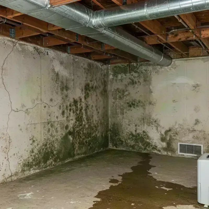 Professional Mold Removal in Abingdon, IL